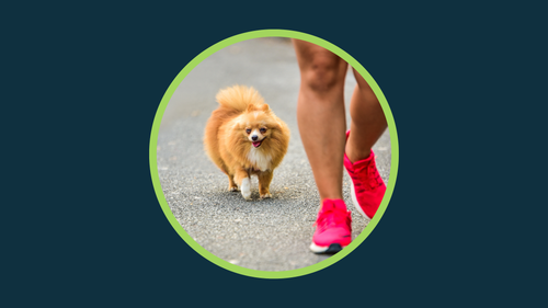 Pet Day Run - April 16th, 2026